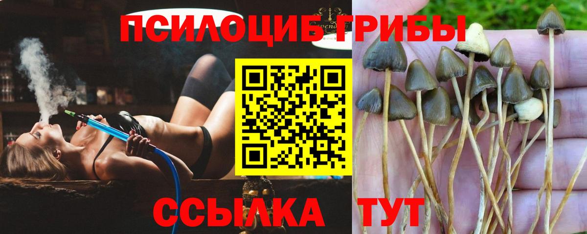 Галлюциногенные грибы мицелий  Вход с VPN  Унеча 